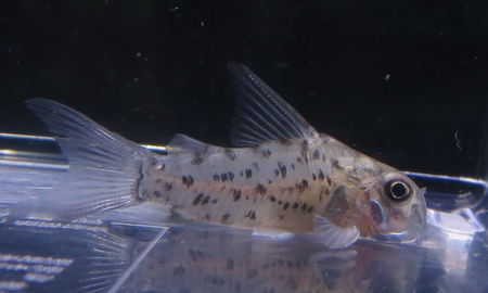 コリドラス・ハイフィンロレトエンシス