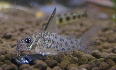 コリドラス・コロンビアロレトエンシス