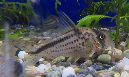 コリドラス・ロクソゾヌス