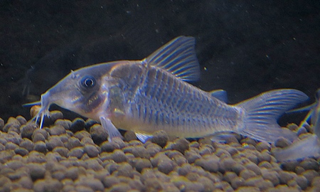 コリドラス・ルイーザ(セミロングノーズ)(Wild)