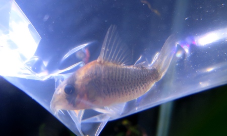 コリドラス・ショートノーズルイーザ