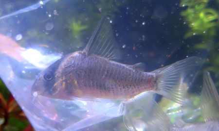 コリドラス・ショートノーズルイーザ