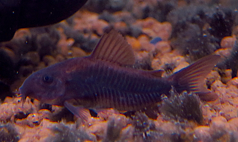 中野愛魚園