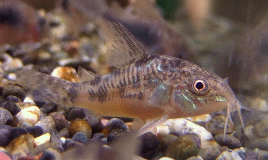 中野愛魚園 コリドラス パレアトゥス