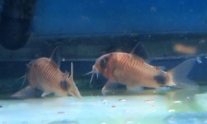 中野愛魚園