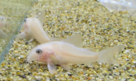 コリドラス・パンダ ゴールデン (ブドウ目・EUブリード)