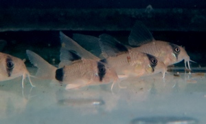 中野愛魚園