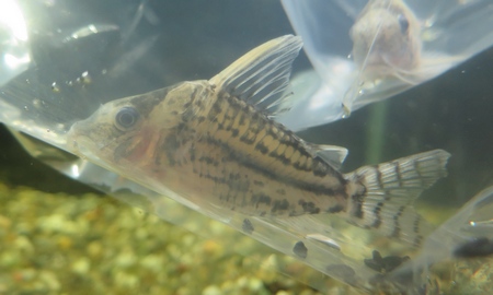 コリドラス・プルケール