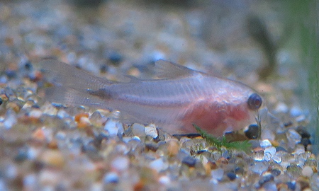 コリドラス・ピグミー　アルビノ