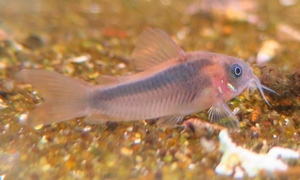 中野愛魚園 コリドラス ストックリスト 中野愛魚園 コリドラス ストックリスト