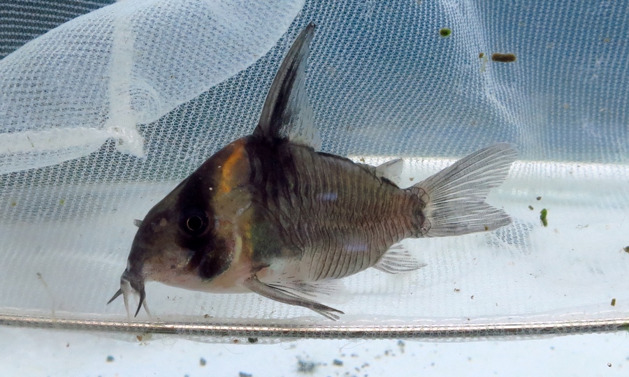 中野愛魚園