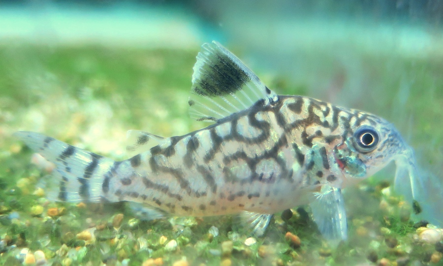 中野愛魚園