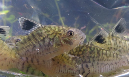 コリドラス・レティキュラータス ペルー