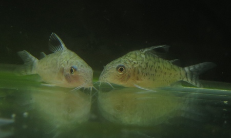 コリドラス・レティキュラータス ペルー