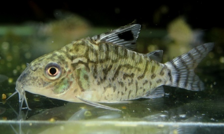 コリドラス・レティキュラータス ペルー