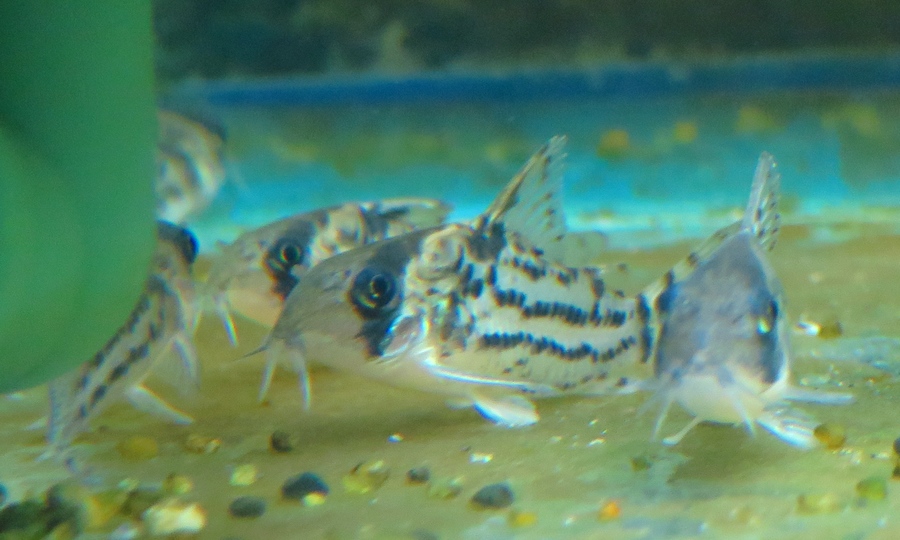 中野愛魚園