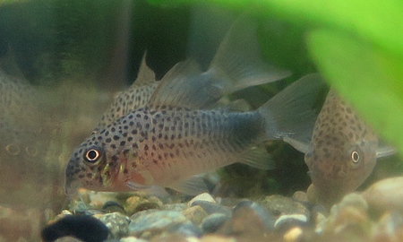 コリドラス・シミリス