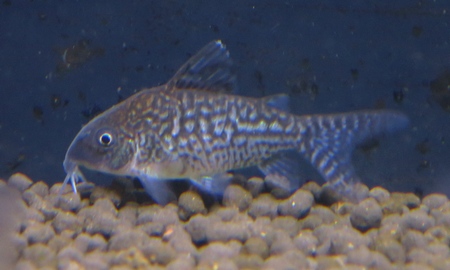 コリドラス・ソダリス コロンビア