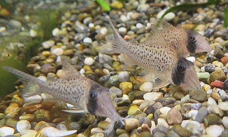 コリドラス・ロングノーズシクリ