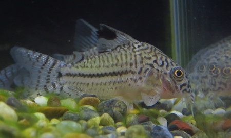 コリドラス・ジュリー(トリリネアータス)　ペルー産ワイルド