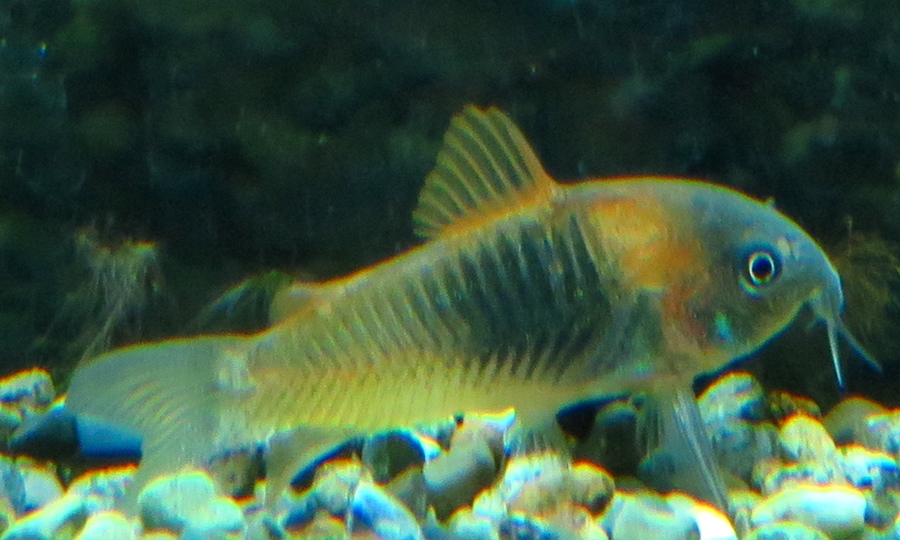 中野愛魚園