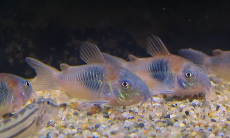 コリドラス・ベネズエラオレンジ