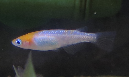 紅白ラメメダカ