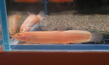 アルビノドジョウ