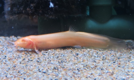 アルビノドジョウ