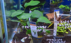 アヌビアス・バルテリー