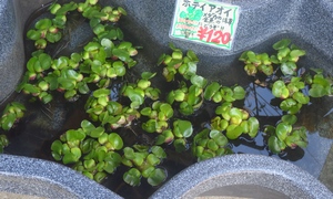 ホテイアオイ