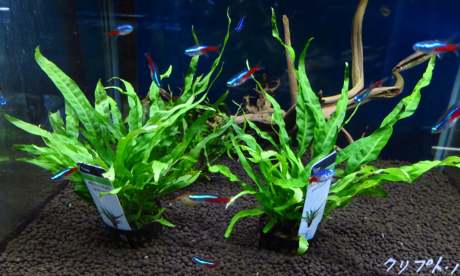 中野愛魚園 水草ストックリスト