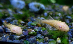 中野愛魚園 プレコ ストックリスト 中野愛魚園 プレコ ストックリスト