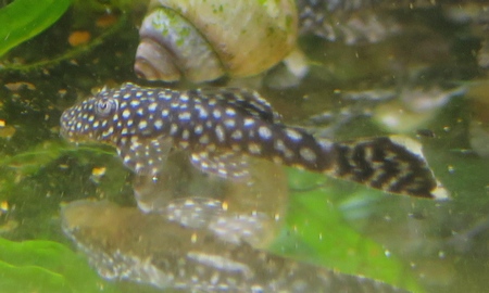 ブッシープレコ