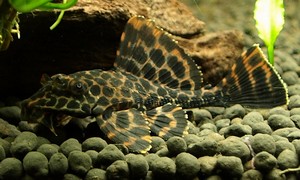 中野愛魚園 プレコ ストックリスト 中野愛魚園 プレコ ストックリスト
