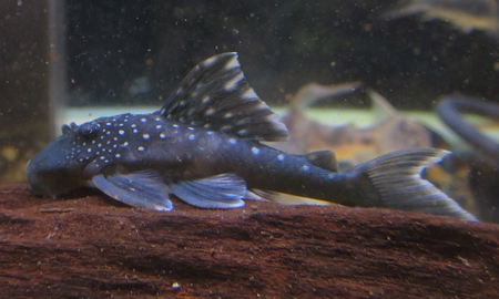 ブルーフィンプレコ