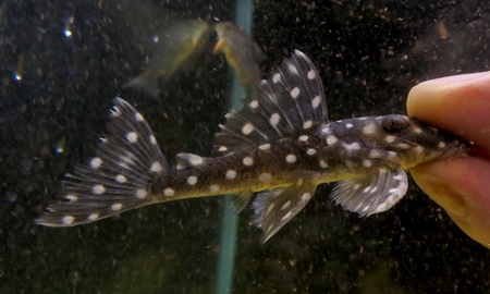 ブラックウィズホワイトカイザープレコ