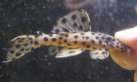 ホワイトオレンジトリムプレコ