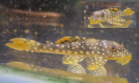 ゴールドエッジマグナムプレコ