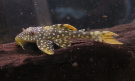 ゴールドエッジマグナムプレコ