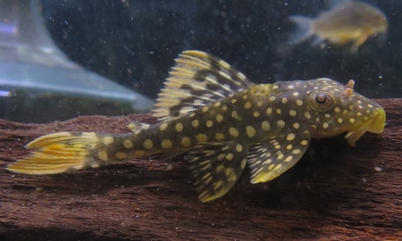 ゴールドエッジマグナムプレコ