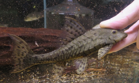 アーマードプレコ