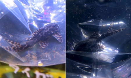 マーブルフォークテールアカリエスピーニョ