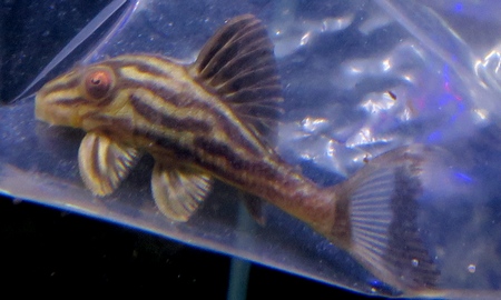 グリーンロイヤルプレコ 