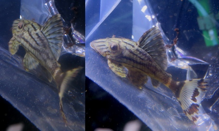 グリーンロイヤルプレコ 