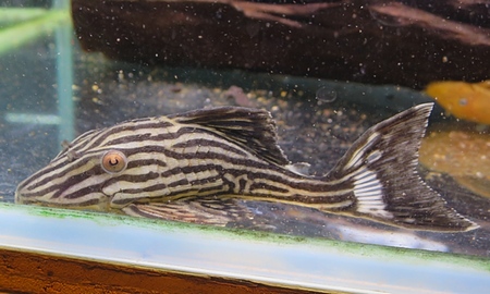 プラチナロイヤルプレコ