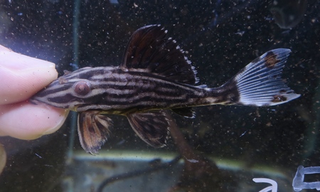 プラチナロイヤルプレコ