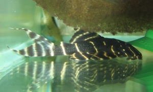 中野愛魚園 プレコ ストックリスト 中野愛魚園 プレコ ストックリスト