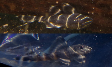 エンペラープレコ