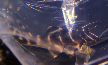 エンペラープレコ